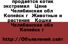 продаётся котик экстремал › Цена ­ 3 500 - Челябинская обл., Копейск г. Животные и растения » Кошки   . Челябинская обл.,Копейск г.